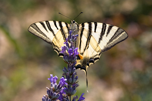 Scarce Swallowtail by macropoulos