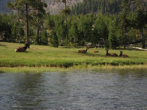 river yellowstone wyoming elk