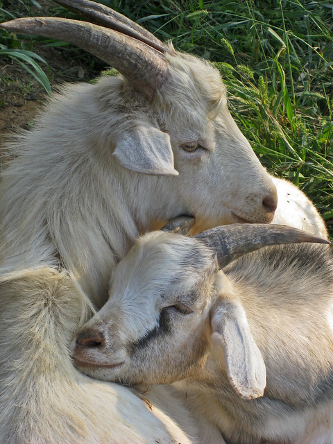 Even billy goats like to cuddle