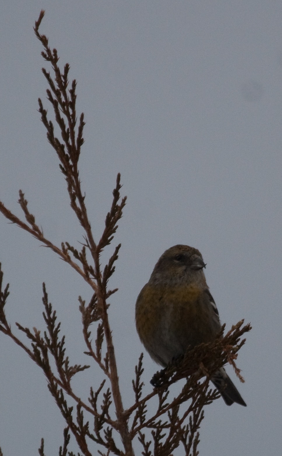 Crossbill