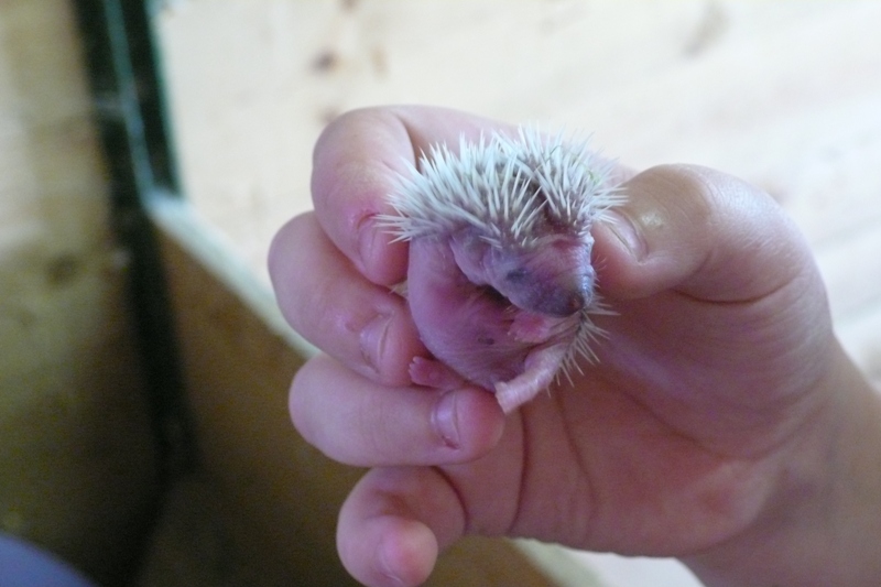 White belly hedgehog - 3 days old