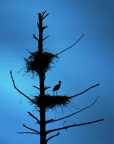 Nesting | by Don Bullens