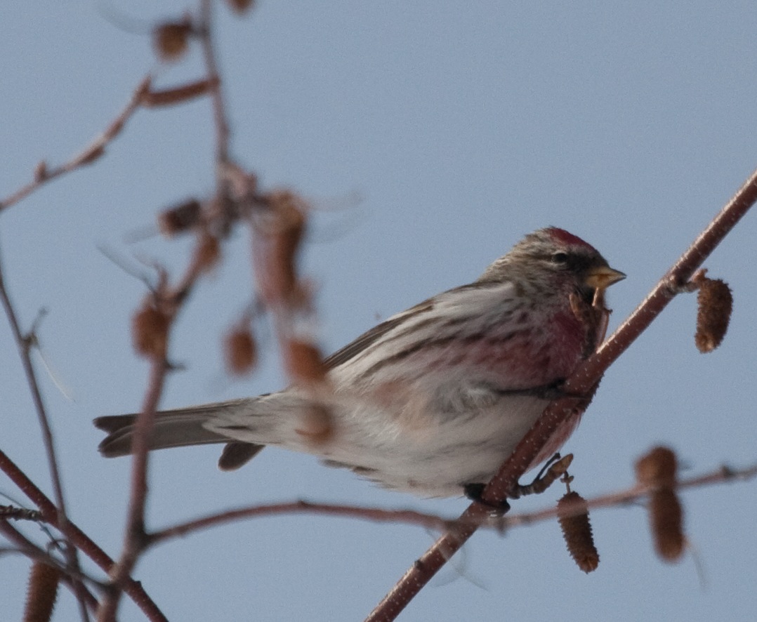 Redpoll