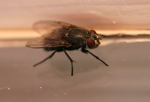 Fly On The Window