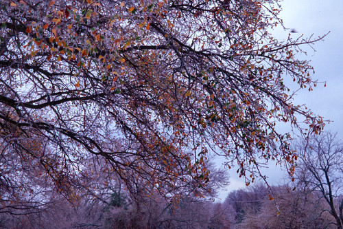 ranch trees winter color tree film ice clouds rural 35mm canon landscape geotagged outdoors texas tx slide slides copyrightwickdartsdesign wickdartsdesign wickdarts ericwaisman