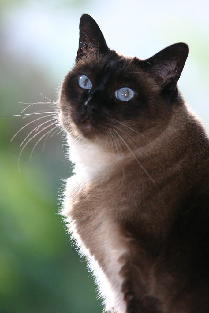 "Applehead" Siamese Cat My traditional "applehead" siamese… Flickr