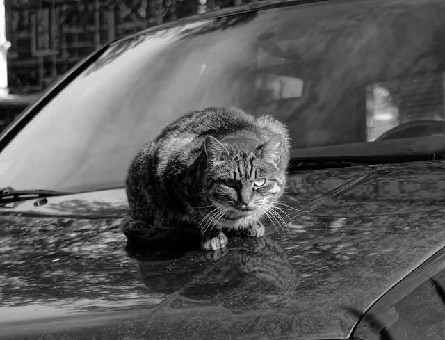 car cat