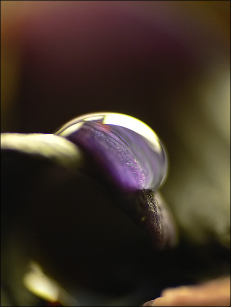purple drops