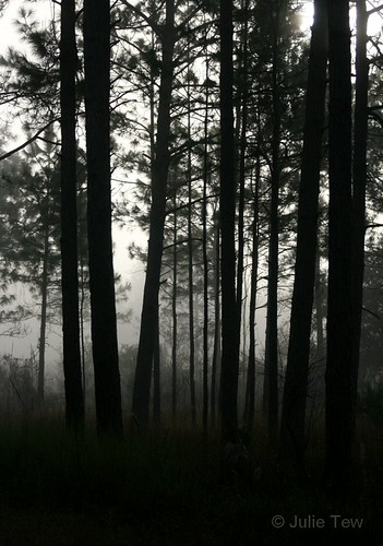 Misty, morning trees mist fog sunrise dark moody florida pines fl nwr stmarksnwr