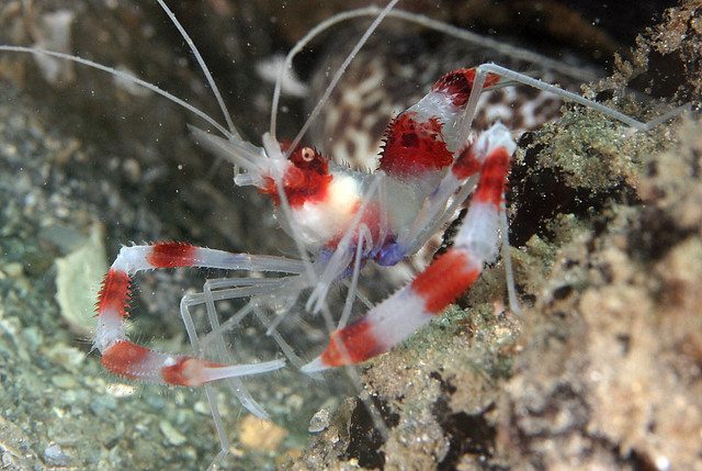 IMG_5355acrre Banded Coral Shrimp (Stenopus hispidus)