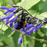 #6951 wasp on gentian sage (ソライロサルビア)