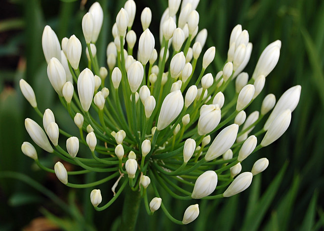 Agapanthus 'White Heaven' (Alliaceae)