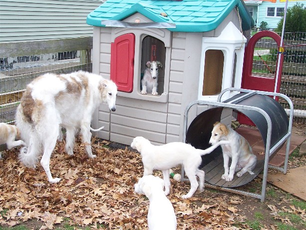 Svetlana peeking out the playhouse window. Cassie in the tunnel. Tino walking toward mom. Myrra in the foreground.