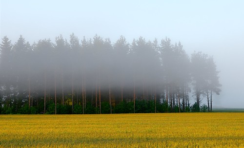 mist nature field yellow fog pine landscape geotagged nikon sweden småland d200 eksjö johanlindqvist