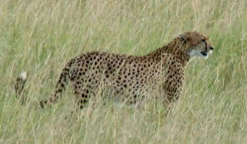 Cheetah in Mara