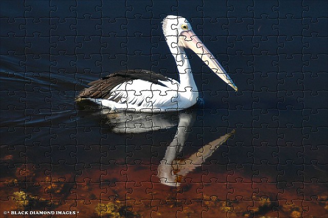 Pelican Puzzle