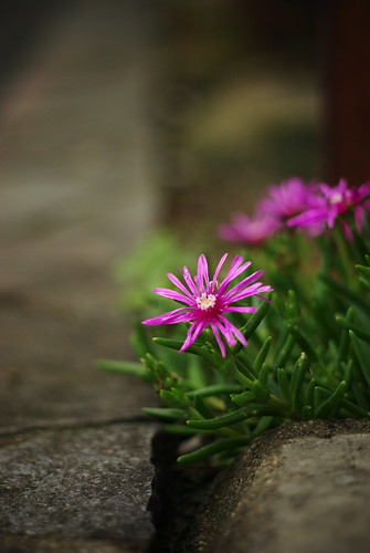 beauty @ roadside | by yuuukiii