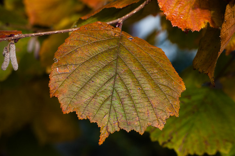 Hazel leaves