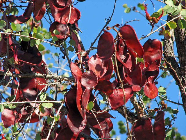 Jigal Tree, pods