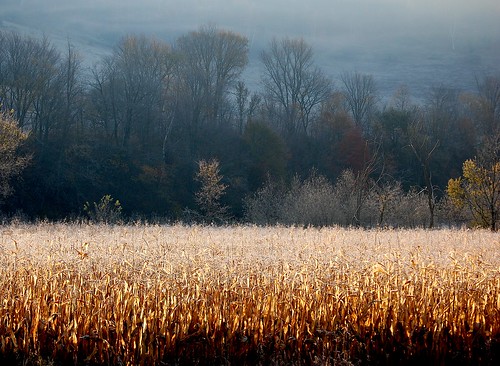cornfield frost hillside elkcreek schenevus edbrodzinsky