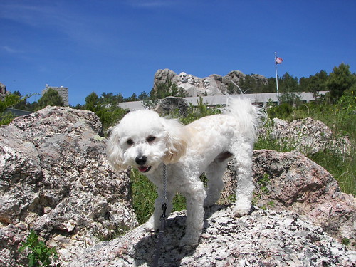 doggy sees the sights | by doggone36