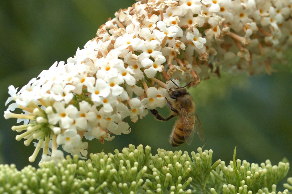 bzz bzz bzz busy as a bee by vanstaffs