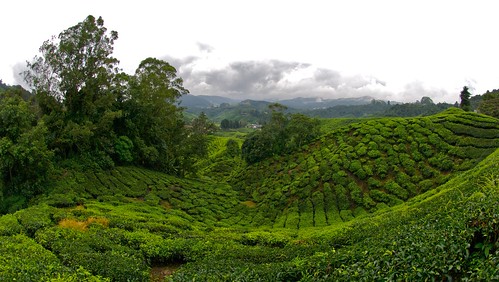 malaysia cameronhighlands teaplantationtanahratapahangmalayisa
