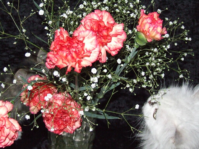 Sweet Smell of Carnations
