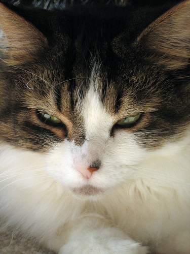 Sweet Kitty by kswiftphoto
