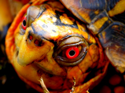 face of a box turtle with yellow skin and red eyes