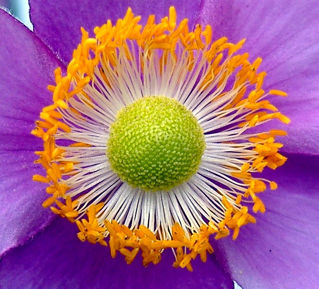 MaCRo _  '-' _ detail │fine Anemone hupehensis blossom│ purple and yellow-orange macro, 100+fave, ~ 300 comments.