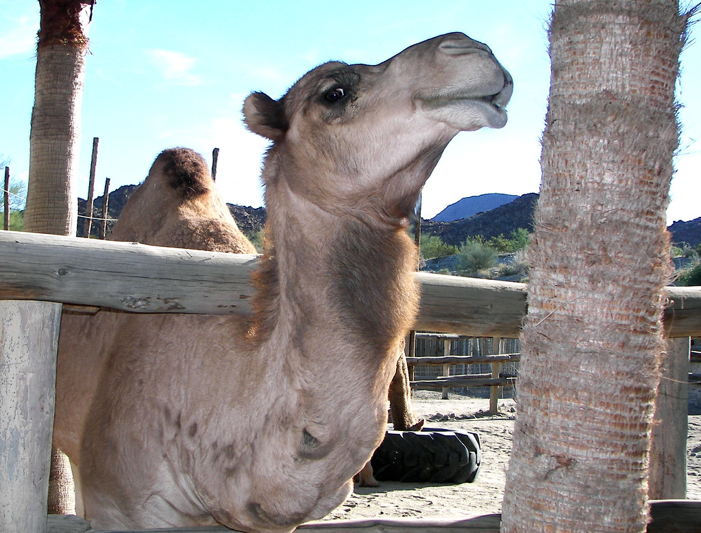 Watutu sociable | sociable camel in Village Watutu at the far end o⦠| Flickr