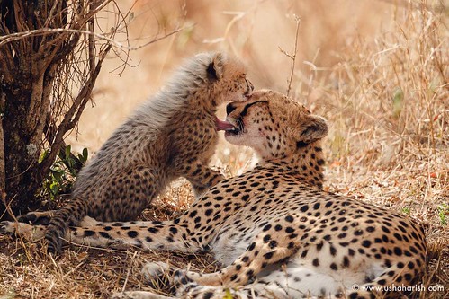 The mother and cub cheetah bond