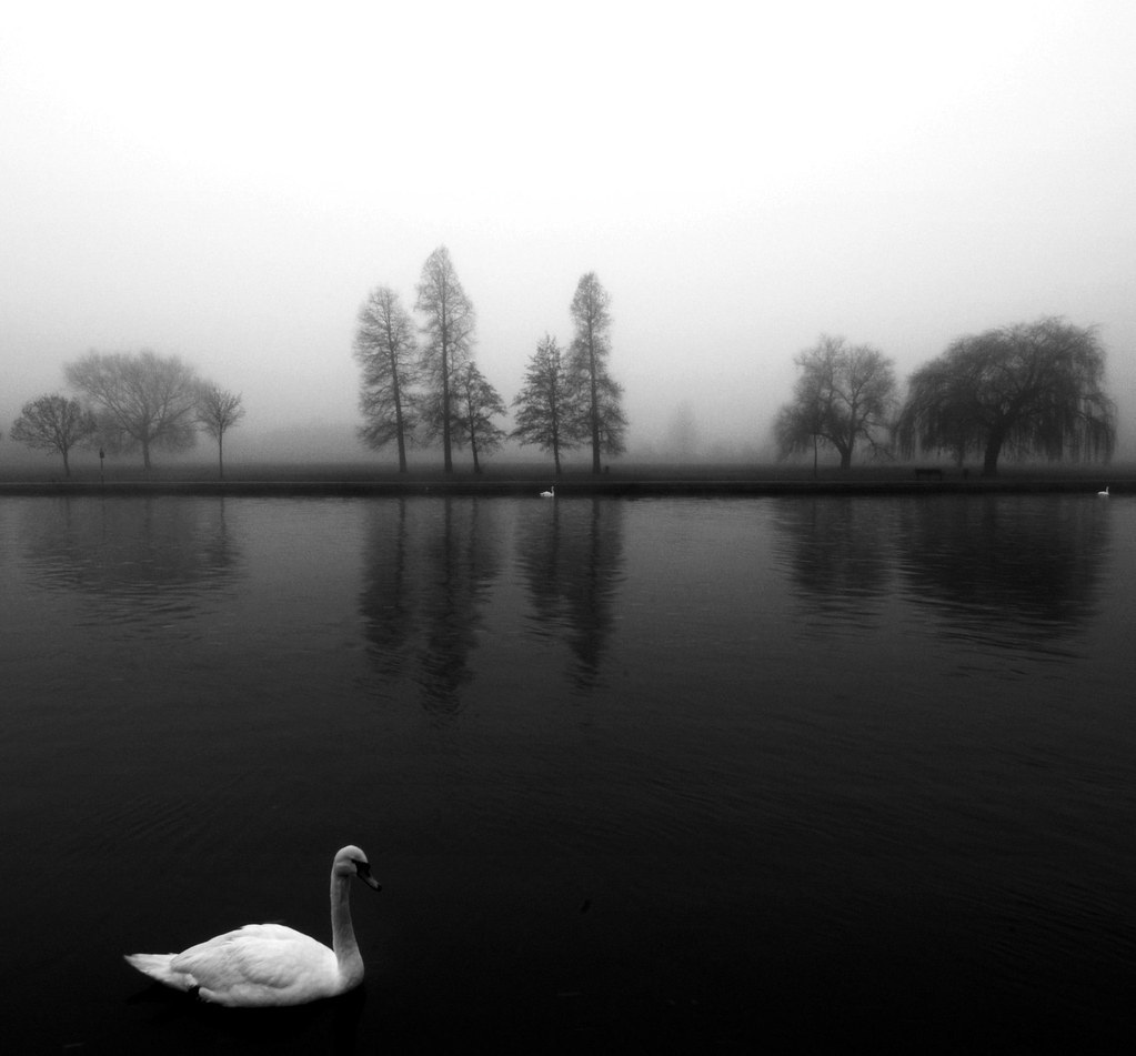 Swan in Fog by Flying Fin