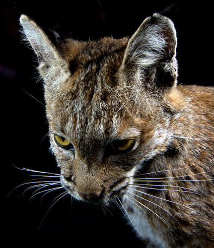 Stuffed Bobcat | by very1silent