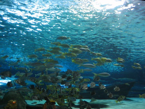 Ocean Reef—The Beach
