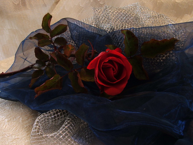 red rose blue and silver