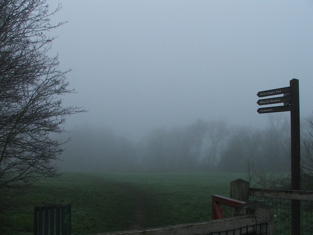 Foggy Field