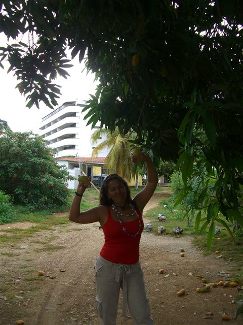 Underneath the Mango tree