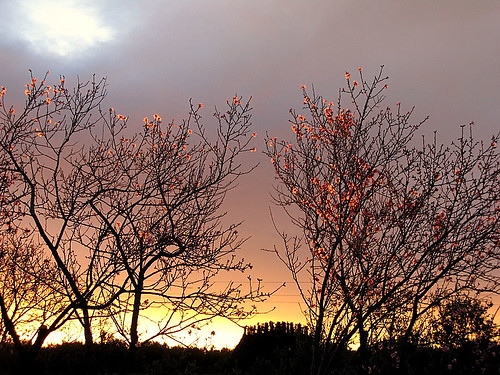 winter españa sunrise spain almondtrees