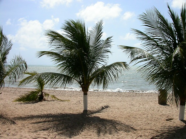Palm trees in Brazil