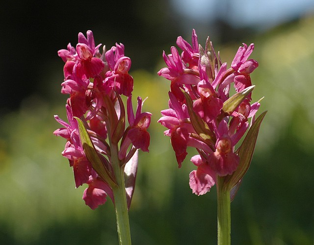 d0601076 | Holunderknabenkraut (Dactylorhiza sambucina). Vercors, 05.06.2006