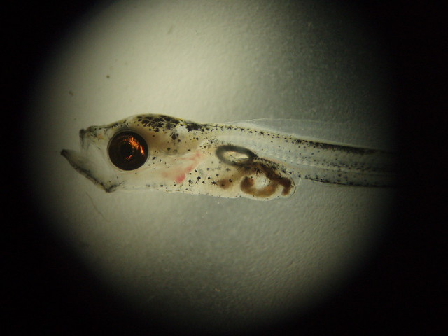Cod larvae