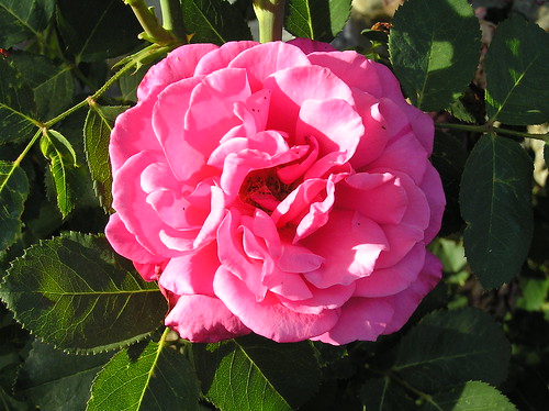 pink flower rose top20pink bearriverretreat