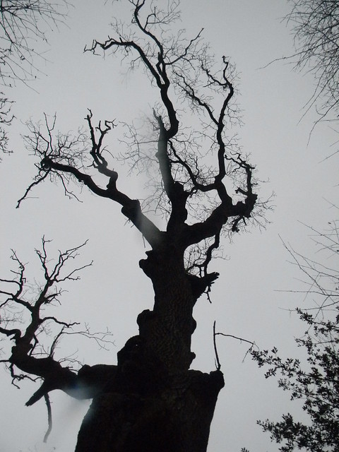 Spooky tree Wendover Circular