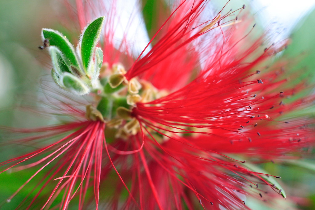 red brush