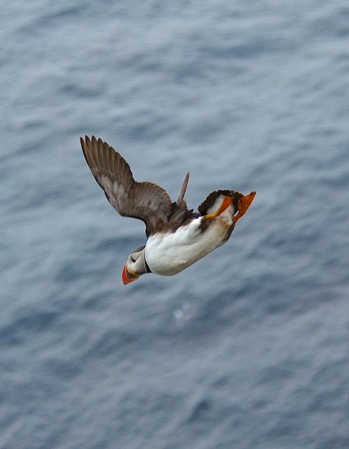 Latrabjarg, Puffin diving down the cliff - Iceland