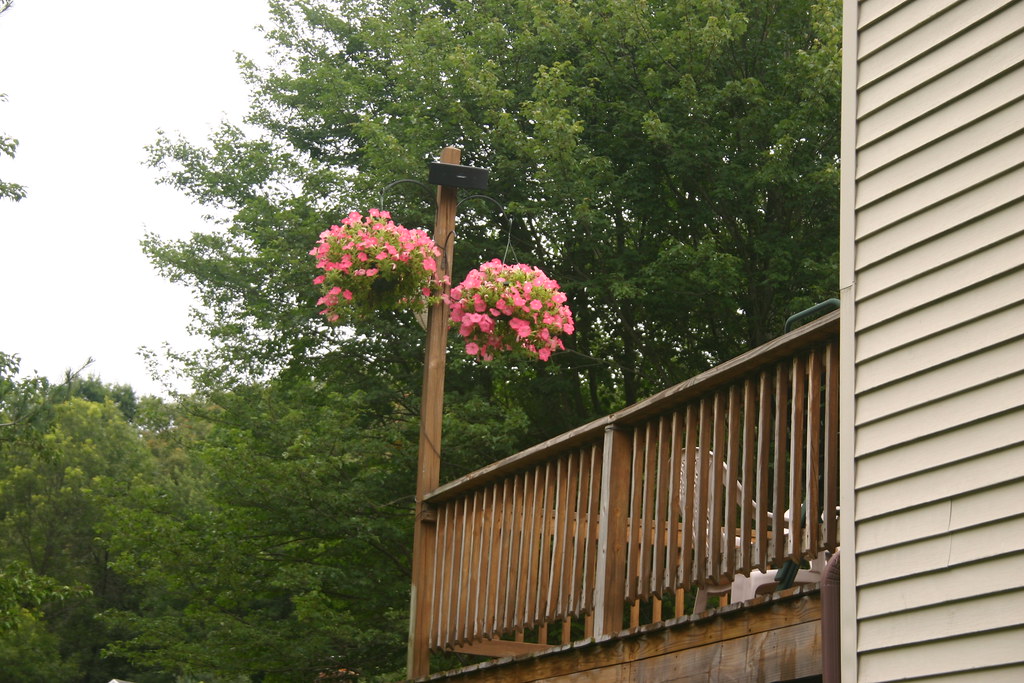 IMG_7126 | Late June - hanging petunias on the deck | Eugene Vogt | Flickr