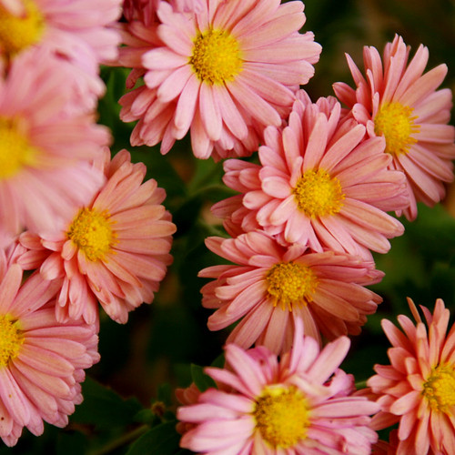 IMG_0518 | Chrysanthemums Cedar City Cemetery, Austin, Mower… | Flickr
