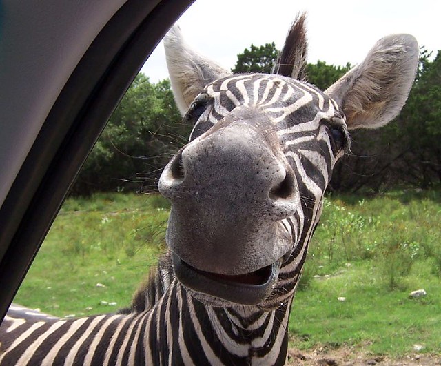 Funny Face Zebra